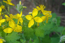 Chelidonium majus