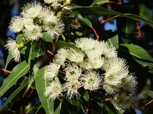 Eucalyptusolie plant