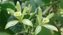vanille bloem planifolia