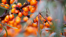 Sea Buckthorn 50ml