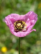 papaver olie puur