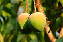 mango aan boom