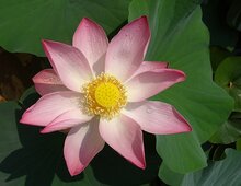 lotus olie