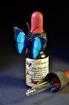 Tea Tree Olie 100% 10ml Pipetfles - Etherische Olie Butterfly - Theeboom Olie Tea Tree Olie 100% 10ml Pipetfles - Etherische Olie Butterfly - Theeboom Olie